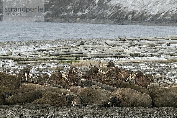 Walrus (Odobenus rosmarus)  walrus  wintery headland Ardneset  Svalbard and Jan Mayen archipelago  Norway  Europe