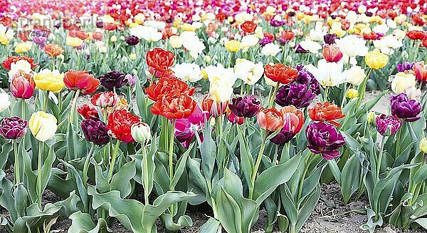 Blühende Tulpen Feld in Holland  Frühling  schöne mehrfarbigen Hintergrund  Sonnenlicht