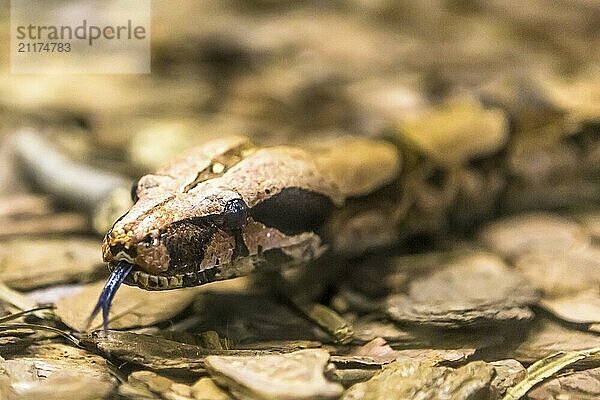 Boa constrictor  eine große  schwergewichtige Schlangenart