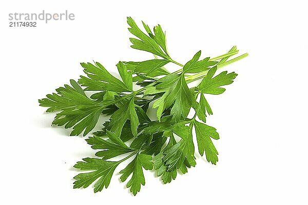 Several sprigs of fresh parsley lie isolated on white background