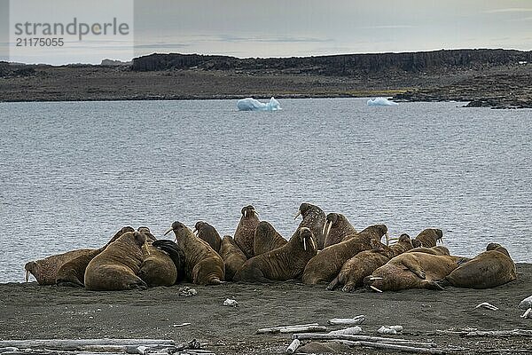 Walrus (Odobenus rosmarus)  walrus  Kiepertøya  Svalbard and Jan Mayen archipelago  Norway  Europe