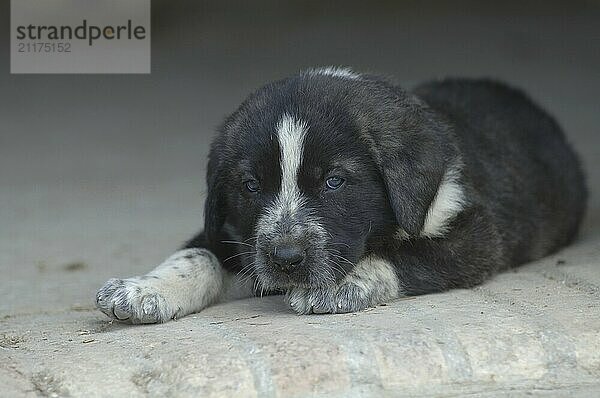 Mastino Estremeno  lying down