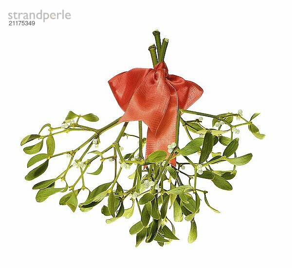 Bunch of mistletoe twigs with red ribbon isolated on white