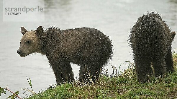 Zwei Braunbärenjunge am Fluss  Kamtschatka  Russland  Europa