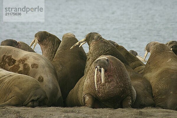 Walruses in the High Arctic around Svalbard