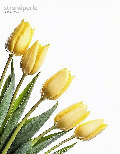 Yellow tulips isolated on white