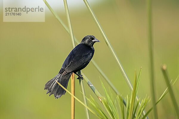 Chopi Blackbird perched on a reeds stalk against green background  Pantanal Wetlands  Mato Grosso  Brazil  South America