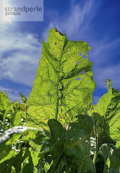 Blätter von Zuckerrüben (Beta vulgaris subsp. vulgaris) auf einem Acker im Gegenlicht vor blauem Himmel  Braunschweig  Niedersachsen  Deutschland  Europa