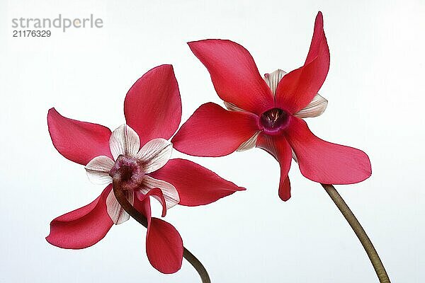 Cyclamen 'Exclusive Petticoat'  Cyclamen spec  studio shot