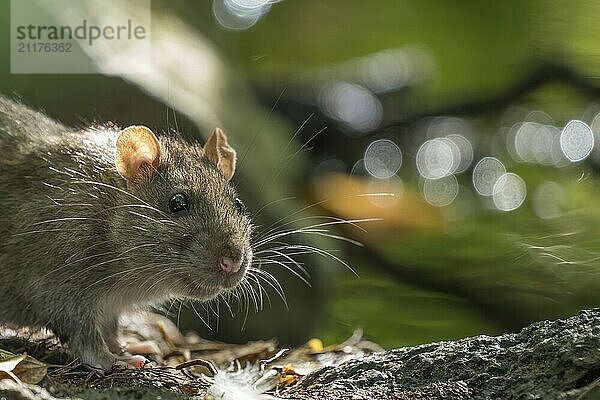 Close-up of a Norway rat (Rattus norvegicus) on the bank of a stream. The rat is standing on a stone and the surroundings are green  in the background light reflections in the water  Hesse  Germany  Europe