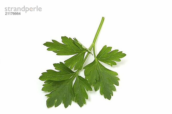 Parsley leaf isolated on white background for quick selection. Full flavor