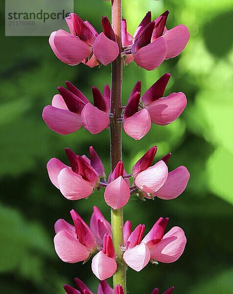 Pink lupine flower macro on green background