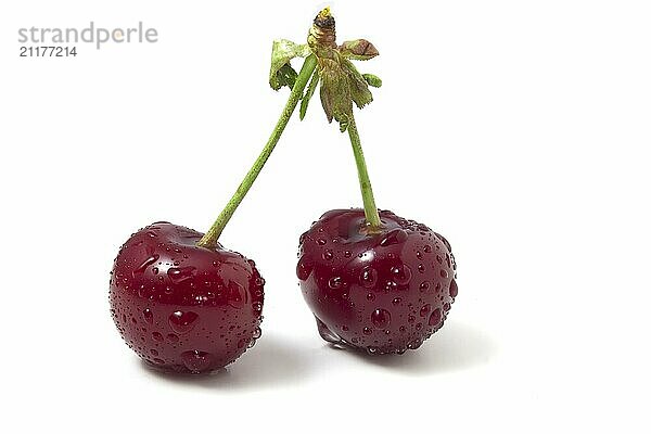 Isolated on white cherries with dew drops. Two ripe berries. Freshness of summer fruits in the frame