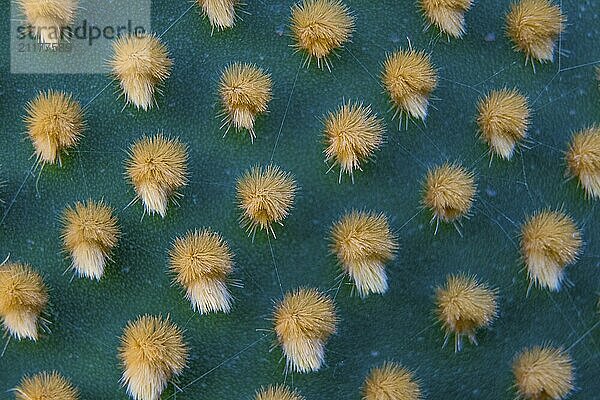 Closeup and macro shot of aereole of the Optunia cactus with aereole spines and glochids creating a pattern on green background