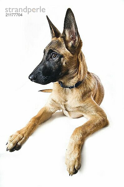 Malinois puppy  lying in front of a white background