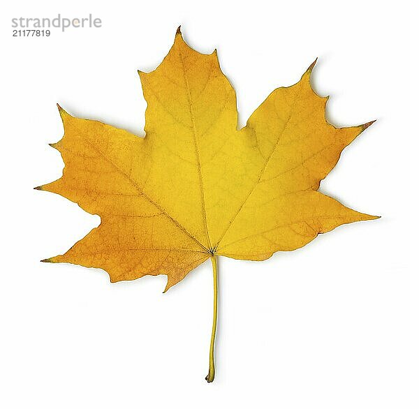 Orange maple leaf isolated on a white background