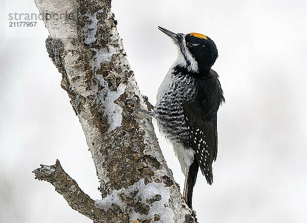 Woodpecker in tree in Winter Saskatchewan Canada