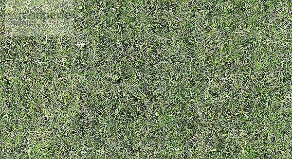 Fully seamless authentic real mown grass green background. 40 Mpix tileable both vertically and horizontally