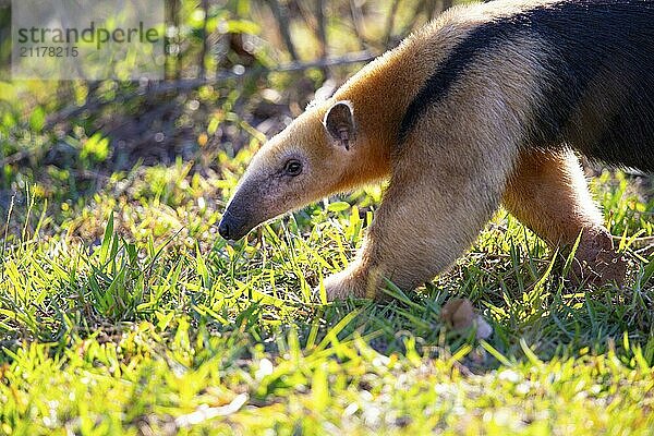 Southern tamandua (Tamandua tetradactyla) Pantanal Brazil