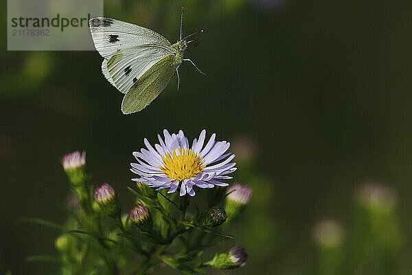 Ein Kleiner Kohlweißling (Pieris rapae) fliegt über einer lila Blüte  umgeben von grünem Hintergrund  Hessen  Deutschland  Europa