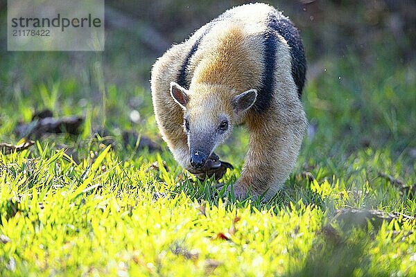 Southern tamandua (Tamandua tetradactyla) Pantanal Brazil