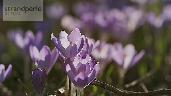 Springtime close-up view of meadow with violet crocuses. Soft selective focus of flowering crocus flowers