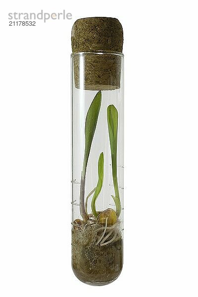 Small sprouts of corn growing in a glass test tube  isolated object on a white background