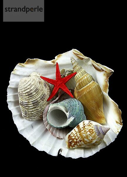 Sea shells