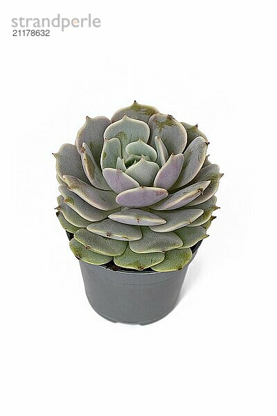 Echeveria Pollux succulent plant on white background