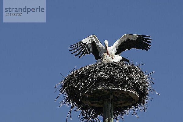 White storks mating