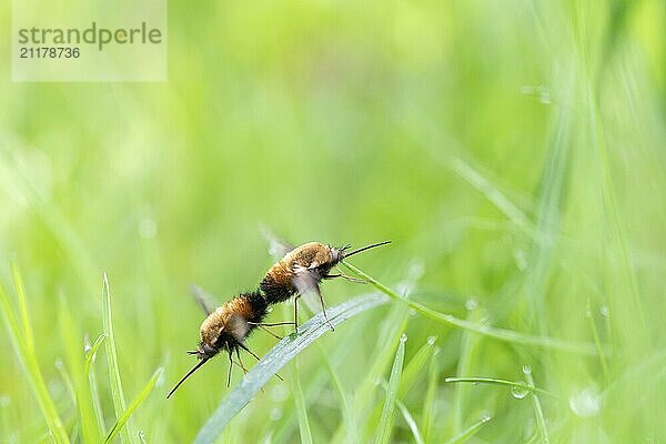 Large bee fly (Bombylius major)  mating on a blade of grass  North Rhine-Westphalia  Germany  Europe