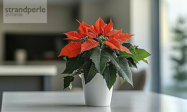 Eine kleine rote Blume in einem weißen Topf steht auf einem Tisch. Die Blume ist ein Weihnachtsstern  der oft mit der Weihnachtszeit in Verbindung gebracht wird. Konzept der Wärme und Fröhlichkeit KI erzeugt  KI generiert