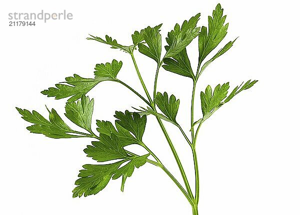 Parsley isolated on white background Clipping Path. Fresh raw herbs ingredient food