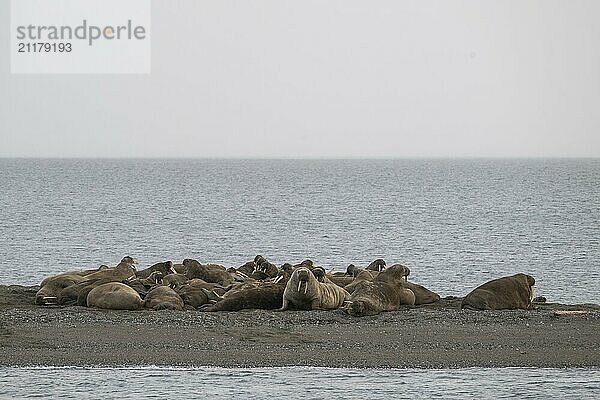 Walrus (Odobenus rosmarus)  walrus  Ardneset headland  Svalbard and Jan Mayen archipelago  Norway  Europe