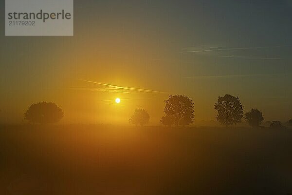 View of a landscape in the morning fog at sunrise with trees rising into the fog in autumn  Fehmarn Island  Baltic Sea coast  East Holstein  Schleswig-Holstein  Germany  Europe