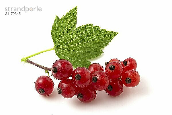 Close up of red currant isolated on white background