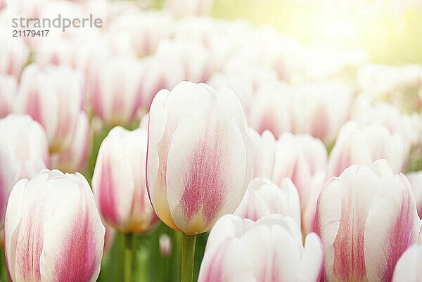 View at beautiful Keukenhof park flower lawns under blue sky during annual exhibition