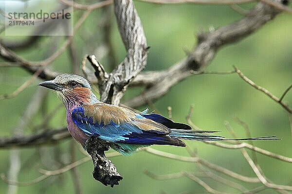 Lilacbreasted Roller  colourful bird of Southern Africa