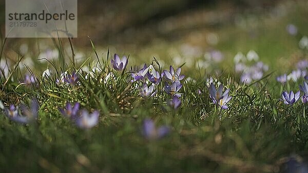 Frühlingshafte Nahaufnahme einer Wiese mit violetten Krokussen. Weicher selektiver Fokus von blühenden Krokusblüten