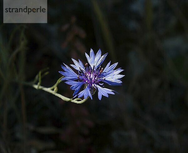 Vivid blue Cornflower against dark background