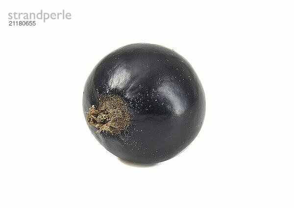 Black currant isolated on white close up