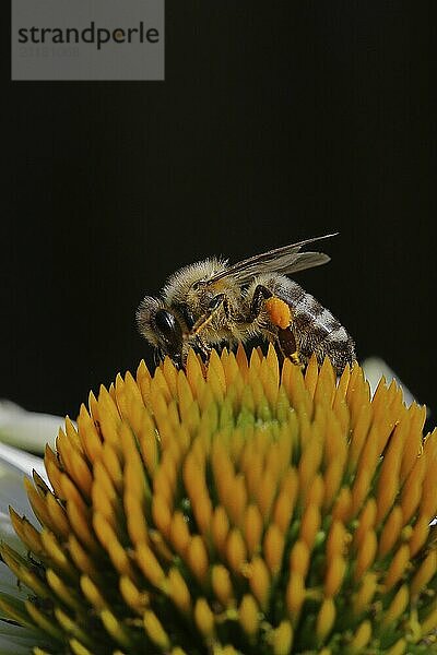 European honeybee (Apis mellifera)  with pollen cup collecting nectar from a White Coneflower (Echinacea paradoxa) flower  black background  Wilnsdorf  North Rhine-Westphalia  Germany  Europe