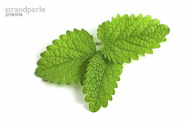 Fresh mint leaves on white background  isolated green leaves of fragrant plant for cocktails and gourmet dishes