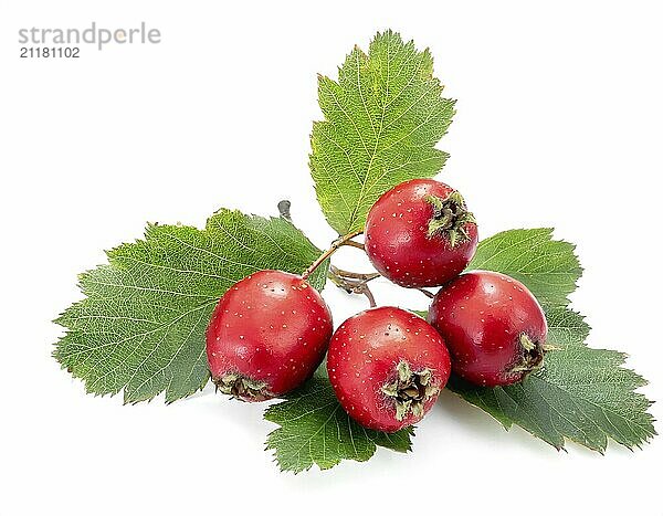 Common hawthorn berries closeup on white background