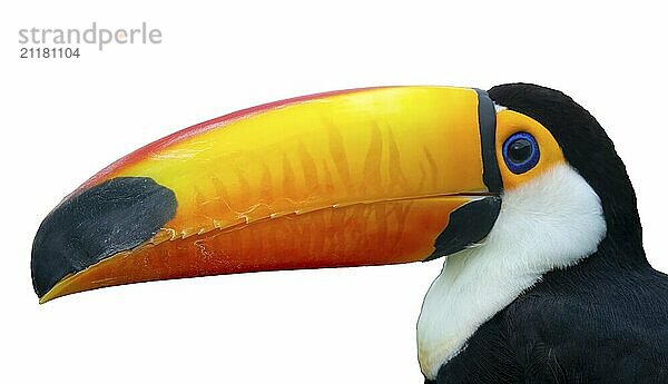 Exotic Toco Toucan (Ramphastos toco) bird close-up portrait isolated on white