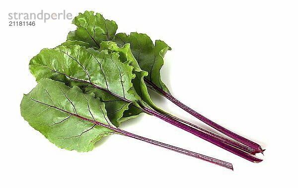 Beetroot leaves isolated on a white background. Greens for salad and decoration of dishes