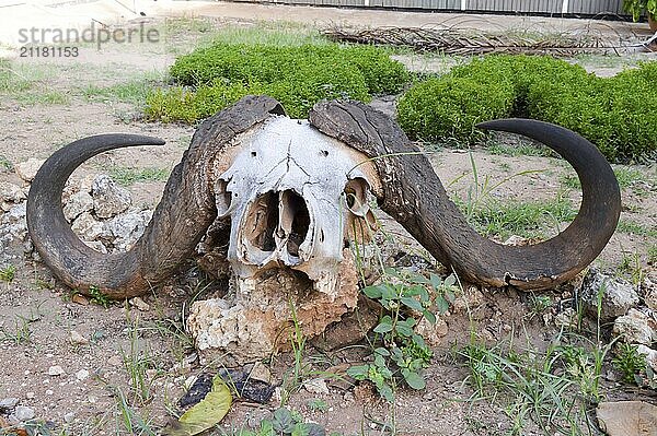 Buffalo skull posing on a stone on the ground in the park of Tsavo East