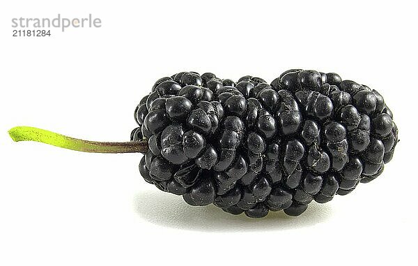 Black mulberry  berry isolated on white background close up