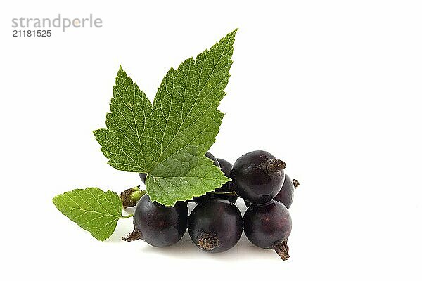 Black currant isolated on white