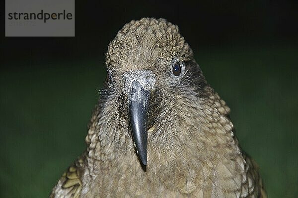 Portrait of New Zealand alpine parrot  the Kea  Nestor notabilis  against dark background